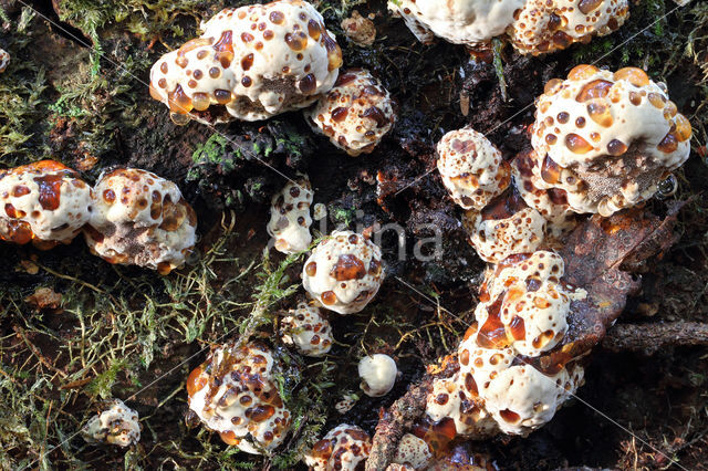 Blushing Rosette (Abortiporus biennis)