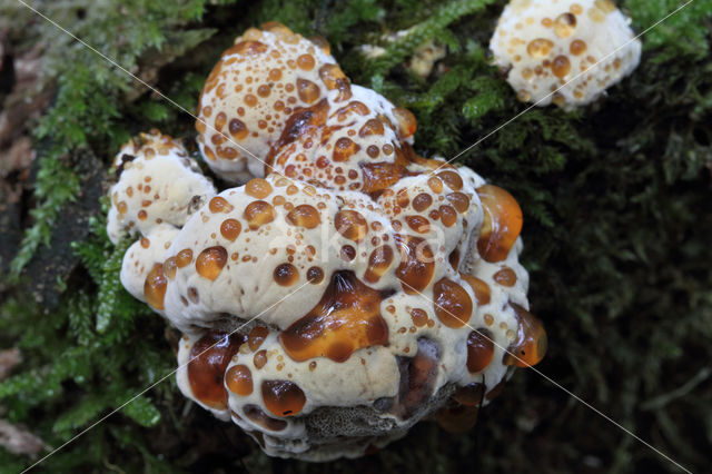 Blushing Rosette (Abortiporus biennis)