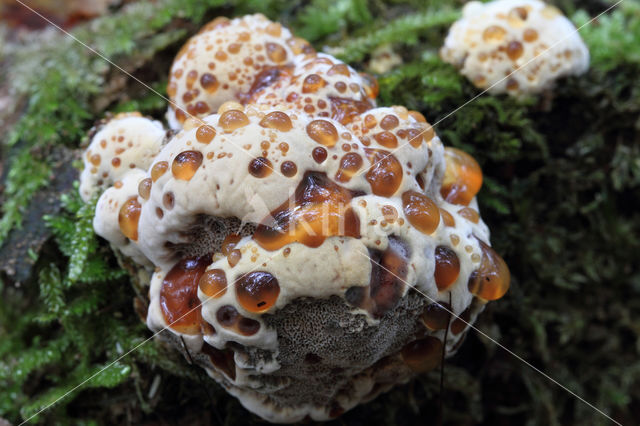 Blushing Rosette (Abortiporus biennis)