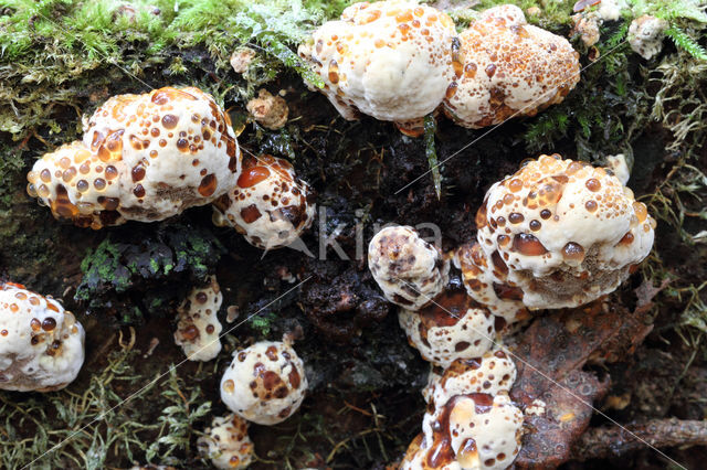 Blushing Rosette (Abortiporus biennis)