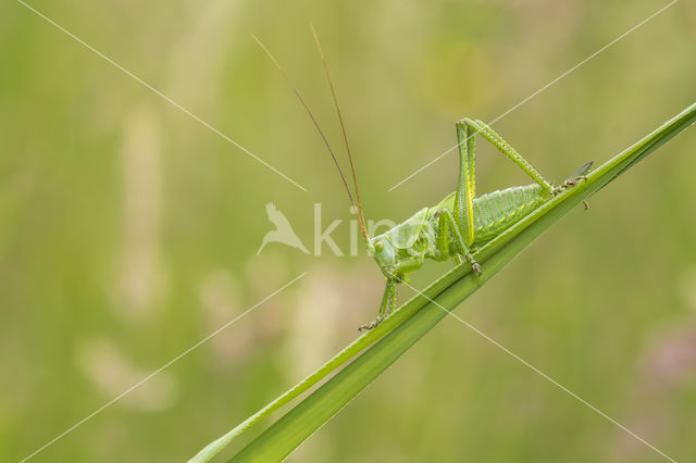 Grote groene sabelsprinkhaan (Tettigonia viridissima)