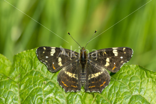 Landkaartje (Araschnia levana)