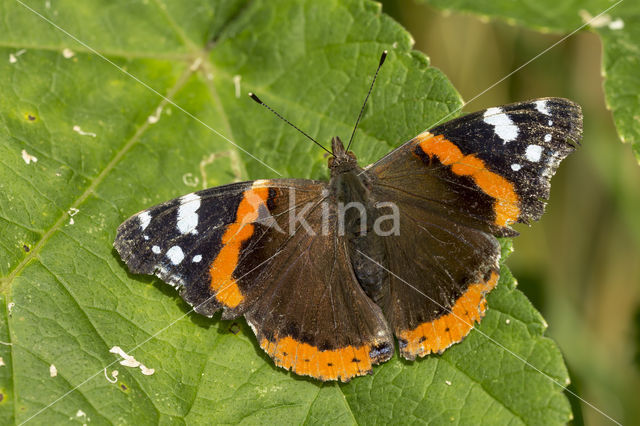 Red Admiral (Vanessa atalanta)