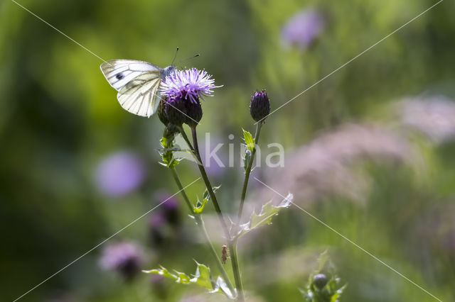 Klein geaderd witje (Pieris napi)