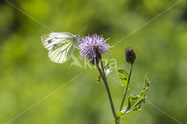 Green-veined White (Pieris napi)