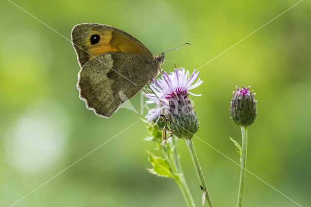 Bruin zandoogje (Maniola jurtina)