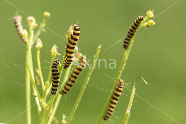 Jacobskruiskruid (Jacobaea vulgaris)