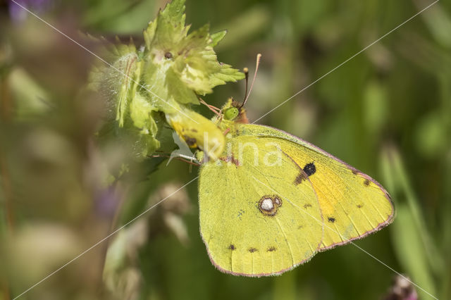 Clouded Yellow (Colias croceus)