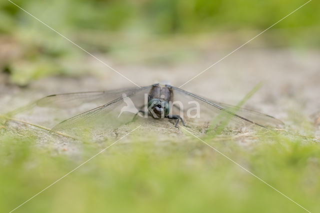Black-tailed Skimmer (Orthetrum cancellatum)