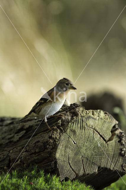 Brambling (Fringilla montifringilla)