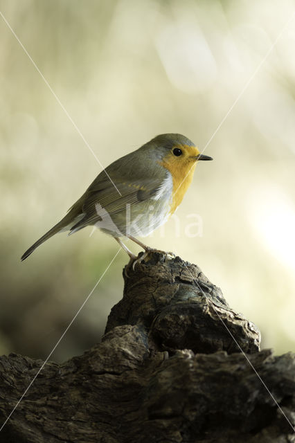 European Robin (Erithacus rubecula)