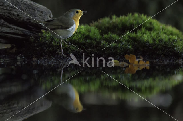 European Robin (Erithacus rubecula)