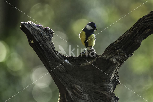 Great Tit (Parus major)