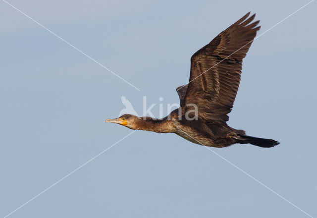 Aalscholver (Phalacrocorax carbo)