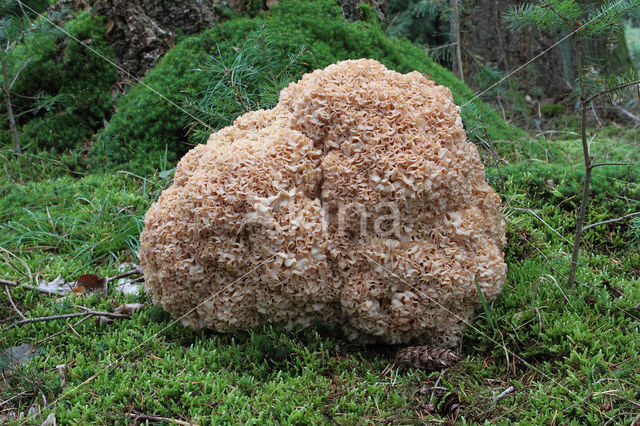 Wood Cauliflower (Sparassis crispa)