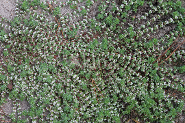 Coral Necklace (Illecebrum verticillatum)