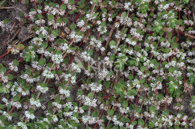 Coral Necklace (Illecebrum verticillatum)