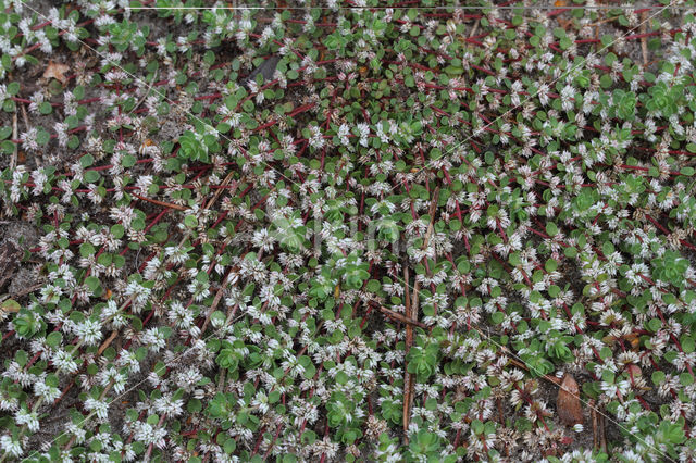 Coral Necklace (Illecebrum verticillatum)