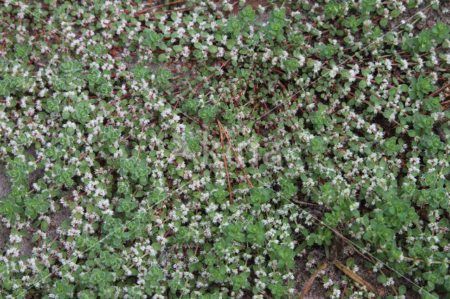 Coral Necklace (Illecebrum verticillatum)