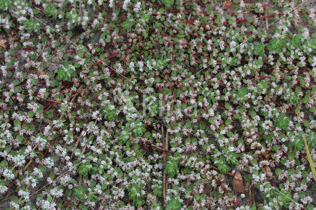 Coral Necklace (Illecebrum verticillatum)