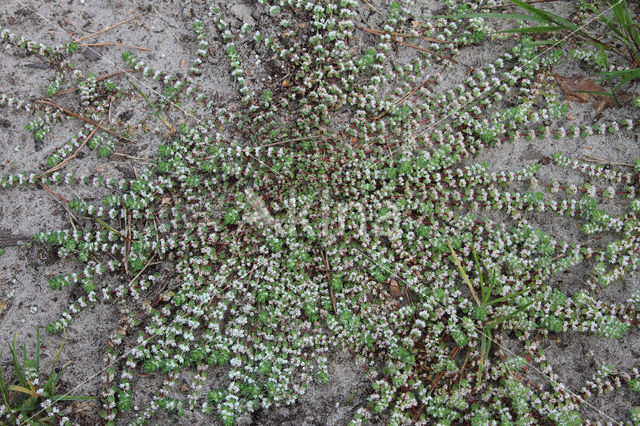 Coral Necklace (Illecebrum verticillatum)