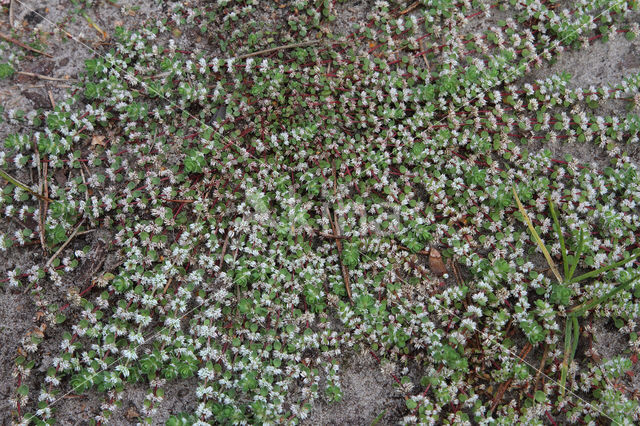 Coral Necklace (Illecebrum verticillatum)