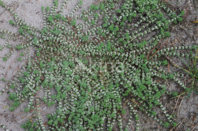 Coral Necklace (Illecebrum verticillatum)