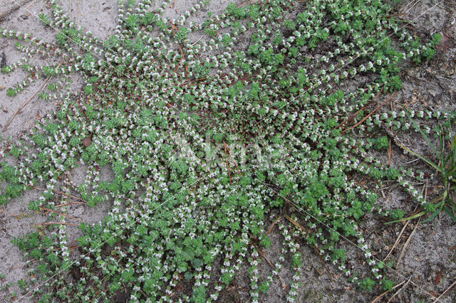 Coral Necklace (Illecebrum verticillatum)