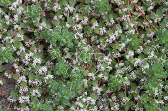 Coral Necklace (Illecebrum verticillatum)