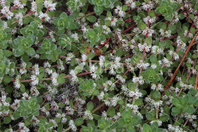 Coral Necklace (Illecebrum verticillatum)