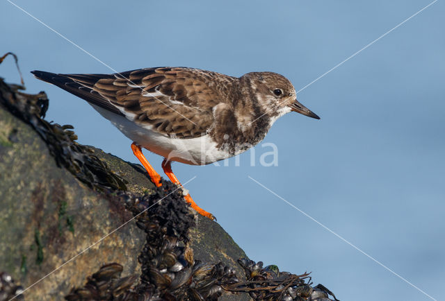 Steenloper (Arenaria interpres)