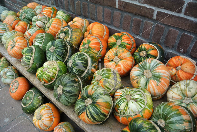 Pumpkin (Cucurbita spec.)