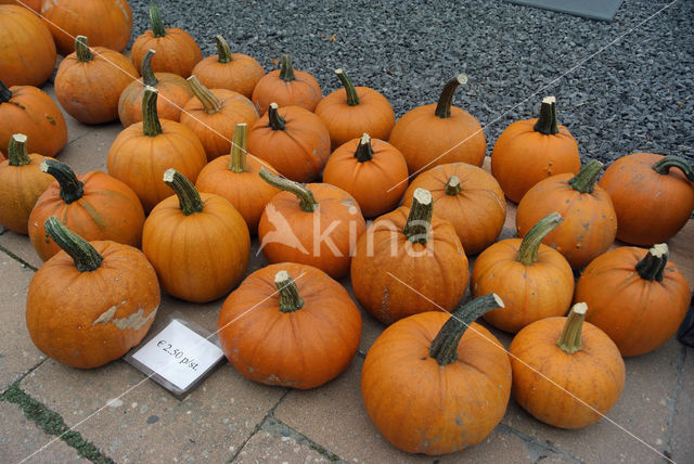 Pompoen (Cucurbita spec.)