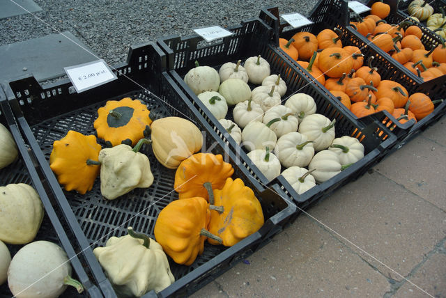 Pumpkin (Cucurbita spec.)