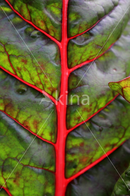 Beet (Beta vulgaris)