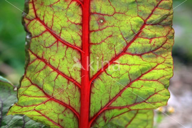 Beet (Beta vulgaris)