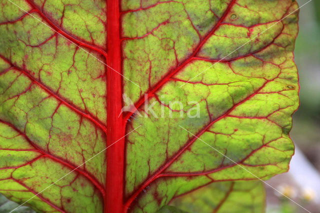 Beet (Beta vulgaris)