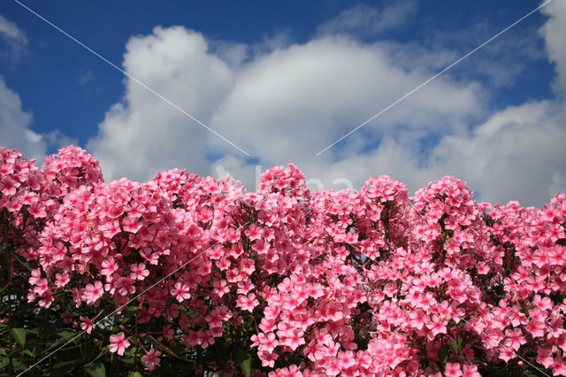 Phlox speciosa