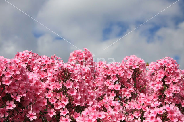 Phlox speciosa