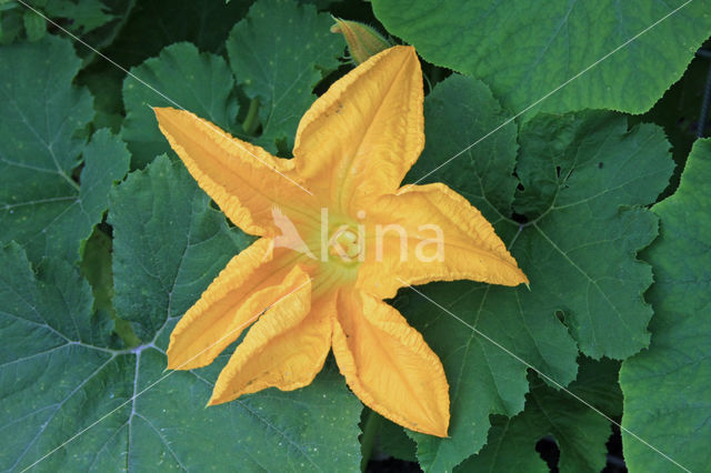 Bottle-gourd (Lagenaria siceraria)