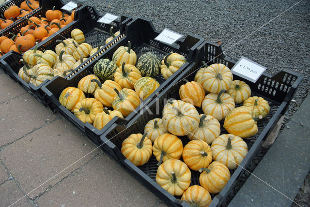 Bottle-gourd (Lagenaria siceraria)