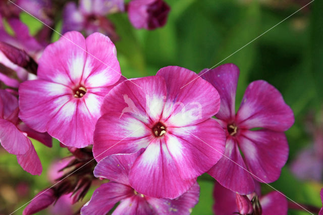 showy phlox (Phlox speciosa)