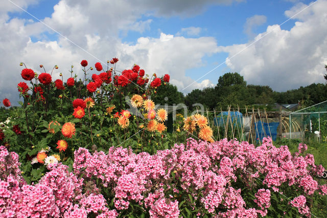 showy phlox (Phlox speciosa)