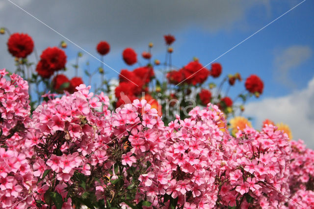 showy phlox (Phlox speciosa)