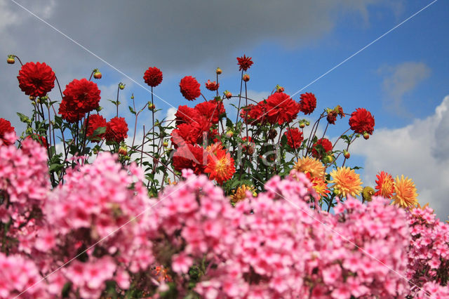 showy phlox (Phlox speciosa)