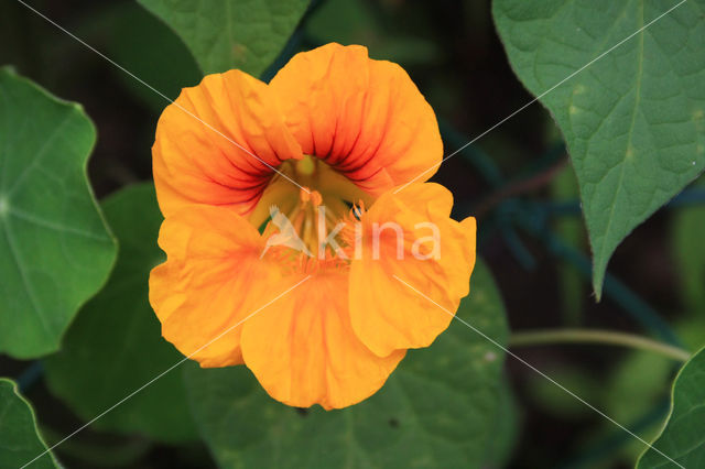 Oostindische kers (Tropaeolum majus)