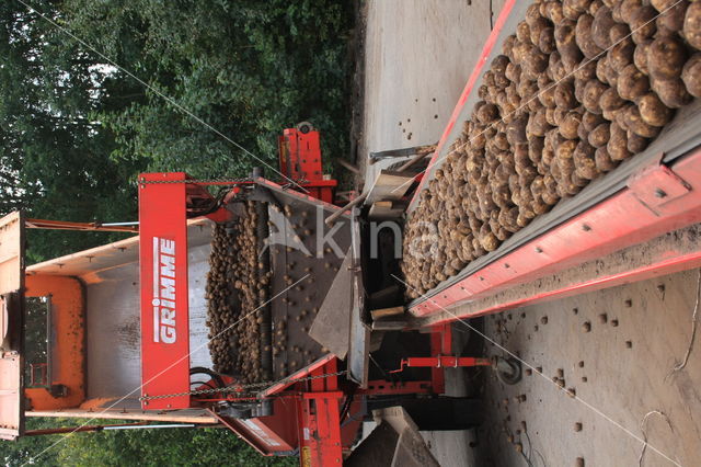 Potato (Solanum tuberosum)