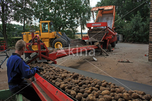 Potato (Solanum tuberosum)