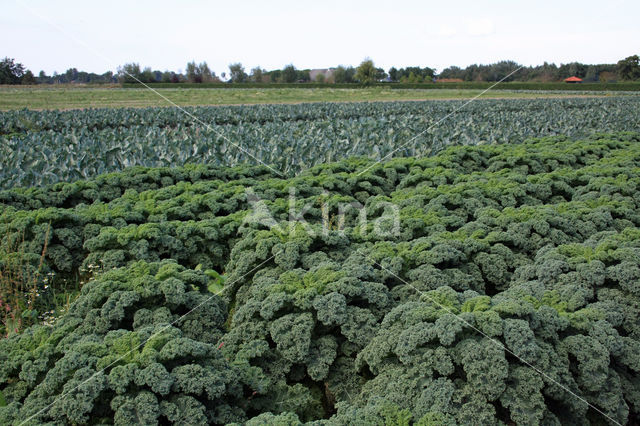 boerenkool (Brassica oleracea)