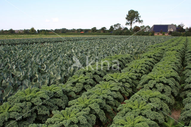 boerenkool (Brassica oleracea)